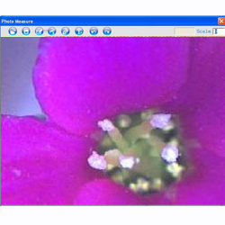 En esta imagen puede ver una flor de una planta tomada con el microscopio USB PCE-MM 200.