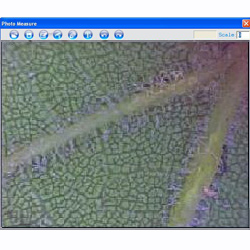 En esta imagen puede ver una hoja de una planta tomada con el microscopio USB PCE-MM 200.