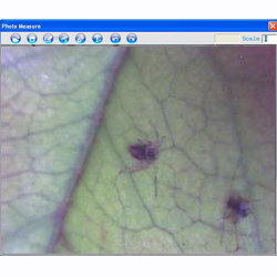 En esta imagen puede ver el plug�n en la hoja de una planta tomada con el microscopio USB PCE-MM 200.