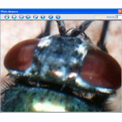 En esta imagen puede ver la cabeza de un insecto tomada con el microscopio USB PCE-MM 200.