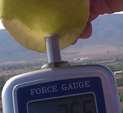 Penetr�metro determinando la firmeza de una manzana con su puntal m�s grande (11 mm).