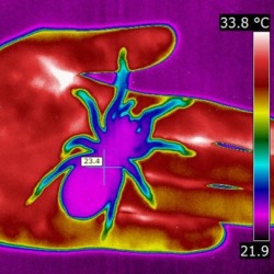 Aracnologa (ciencia que estudia este tipo de artrpodos), como se puede ver en la imagen de la medicin de una araa con las camaras termograficas.