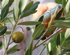 Aplicacin de la balanza de muelle.