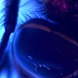 Un ojo de mosca bajo el microscopio USB con luz ultravioleta PCE-MM 200 UV