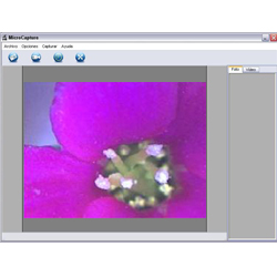 Imagen de una flor tomada con el microscopio USB
