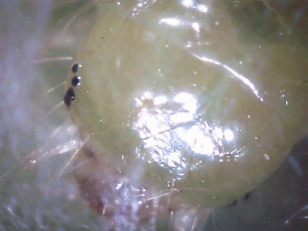 Cabeza de una oruga vista con el microscopio PCE-MM 140.