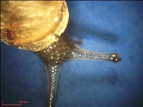 Visión del un caracol con el microscopio PCE-MM 140.
