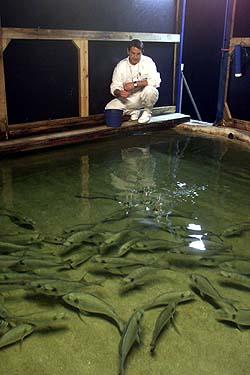 Con un luxmetro se puede analizar y entender los fenmenos subyacentes de la iluminacin artificial en los peces.